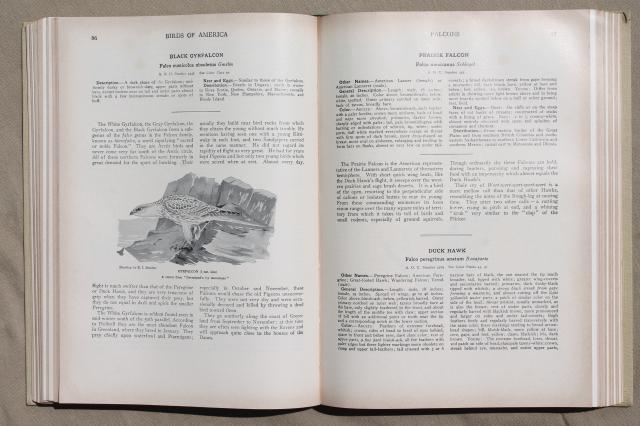 photo of vintage book Birds of America w/ 100+ color plates bird illustrations suitable for framing art #5