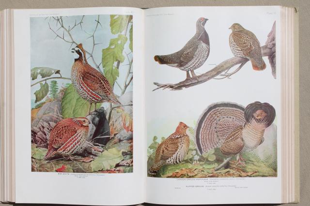 photo of vintage book Birds of America w/ 100+ color plates bird illustrations suitable for framing art #6