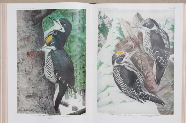 photo of vintage book Birds of America w/ 100+ color plates bird illustrations suitable for framing art #7