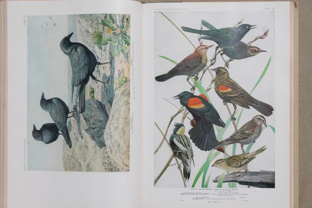 photo of vintage book Birds of America w/ 100+ color plates bird illustrations suitable for framing art #8