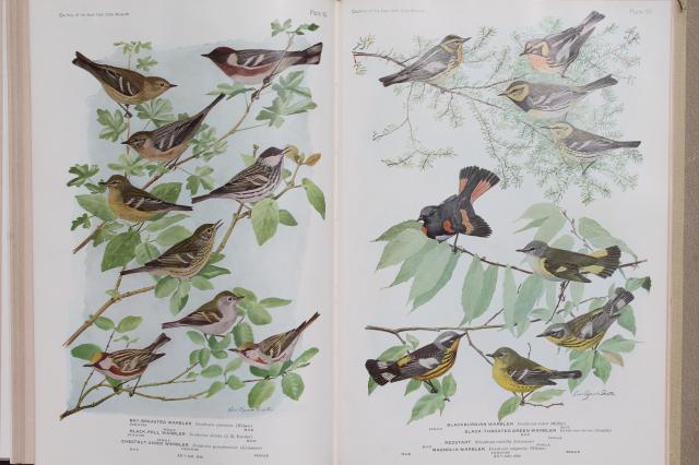 photo of vintage book Birds of America w/ 100+ color plates bird illustrations suitable for framing art #9