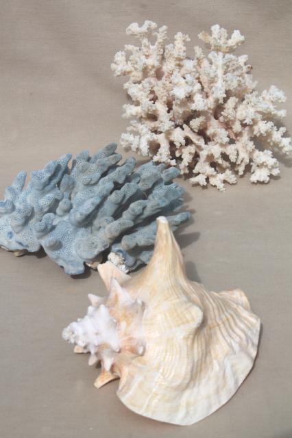 photo of vintage conch sea shell & corals, large branch corals,& natural history specimens #1