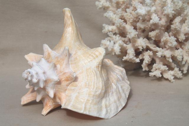 photo of vintage conch sea shell & corals, large branch corals,& natural history specimens #3