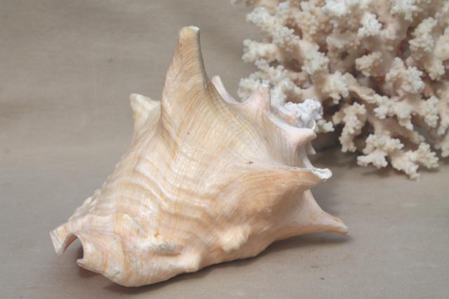 photo of vintage conch sea shell & corals, large branch corals,& natural history specimens #4