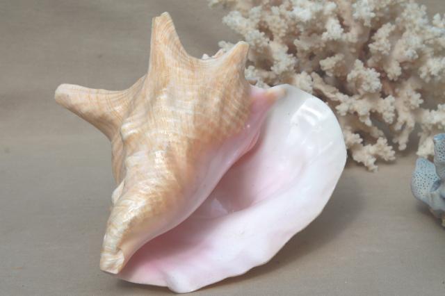 photo of vintage conch sea shell & corals, large branch corals,& natural history specimens #5