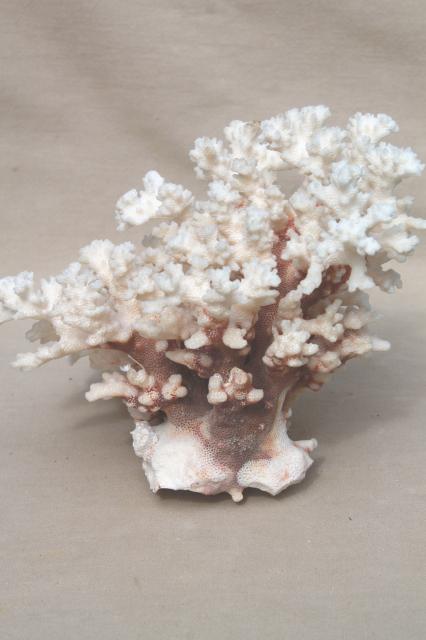 photo of vintage conch sea shell & corals, large branch corals,& natural history specimens #8