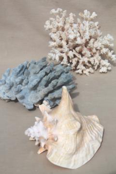 catalog photo of vintage conch sea shell & corals, large branch corals,& natural history specimens