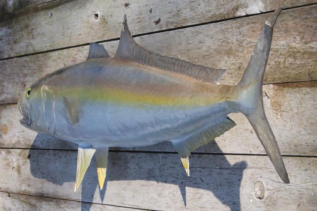 photo of vintage fish mount taxidermy, large real ocean tuna fish wall decor art specimen #2