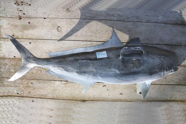 photo of vintage fish mount taxidermy, large real ocean tuna fish wall decor art specimen #3