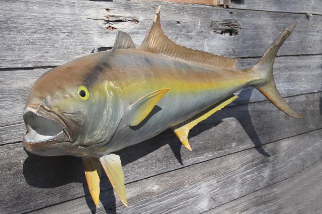 photo of vintage fish mount taxidermy, large real ocean tuna fish wall decor art specimen #5