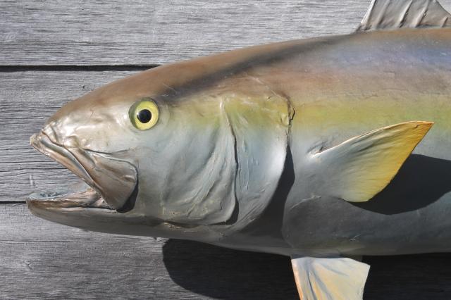 photo of vintage fish mount taxidermy, large real ocean tuna fish wall decor art specimen #6
