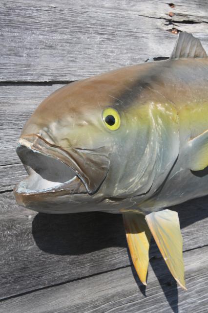 photo of vintage fish mount taxidermy, large real ocean tuna fish wall decor art specimen #7