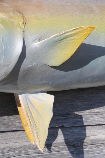 photo of vintage fish mount taxidermy, large real ocean tuna fish wall decor art specimen #8