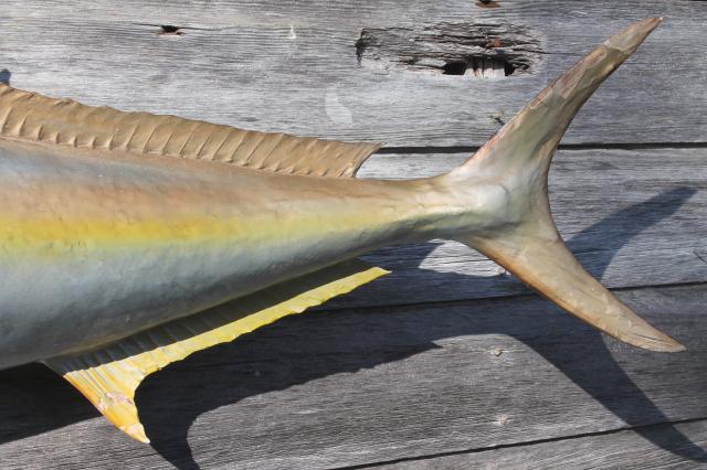 photo of vintage fish mount taxidermy, large real ocean tuna fish wall decor art specimen #9