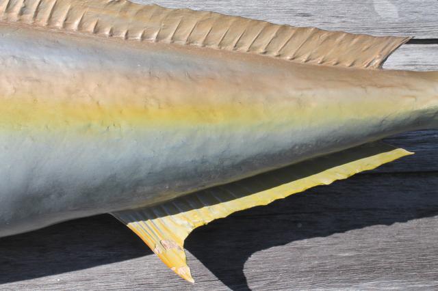photo of vintage fish mount taxidermy, large real ocean tuna fish wall decor art specimen #11