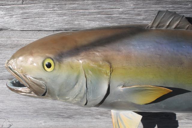 photo of vintage fish mount taxidermy, large real ocean tuna fish wall decor art specimen #12