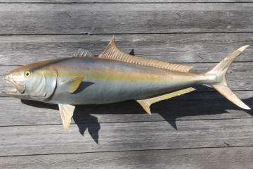 catalog photo of vintage fish mount taxidermy, large real ocean tuna fish wall decor art specimen