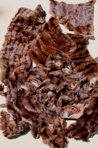 photo of vintage fur collars, weasel pelts, raccoon tails etc, lot for mountain man rendezvous or indian crafts #4