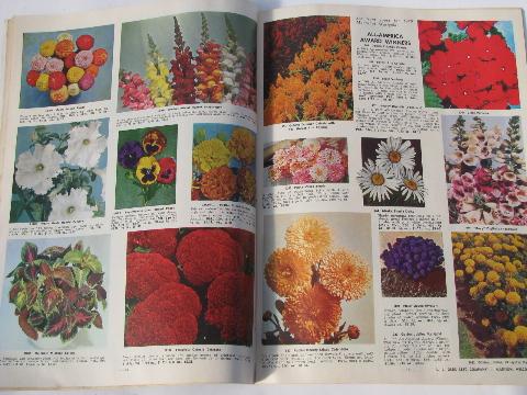 photo of vintage garden seed catalog, vegetable & flower seeds Olds - Madison Wis #2