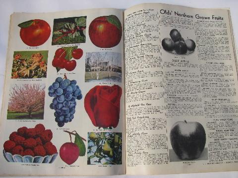 photo of vintage garden seed catalog, vegetable & flower seeds Olds - Madison Wis #3