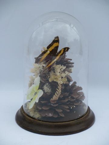 photo of vintage glass dome natural history display, butterfly specimens on flowers #2