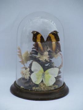 catalog photo of vintage glass dome natural history display, butterfly specimens on flowers