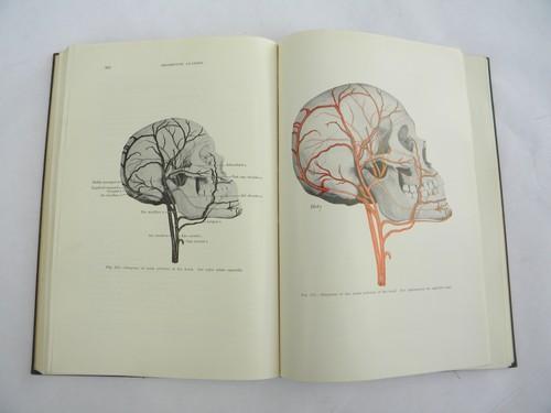 photo of vintage medical dentistry book Oral Anatomy with 300+ illustrations #1