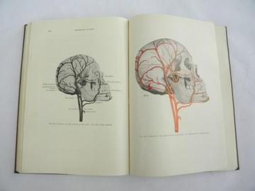 catalog photo of vintage medical dentistry book Oral Anatomy with 300+ illustrations