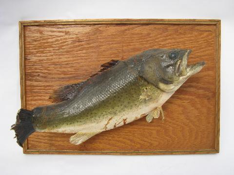 photo of vintage mounted bass fishing trophy, old taxidermy mount #1