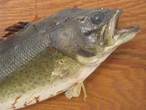photo of vintage mounted bass fishing trophy, old taxidermy mount #2