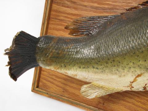 photo of vintage mounted bass fishing trophy, old taxidermy mount #3