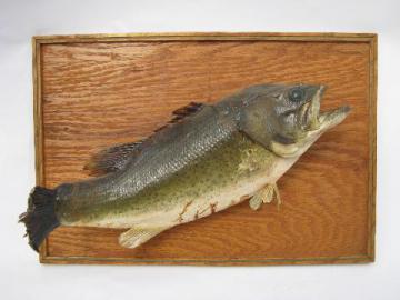 catalog photo of vintage mounted bass fishing trophy, old taxidermy mount