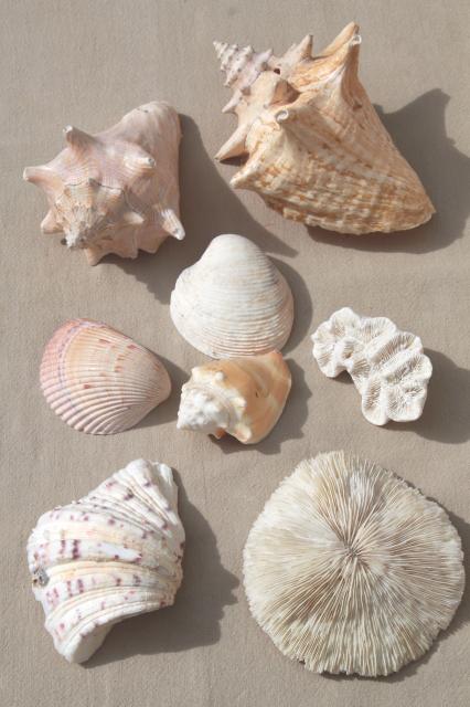 photo of vintage seashells collection, large natural history sea shell specimens #1