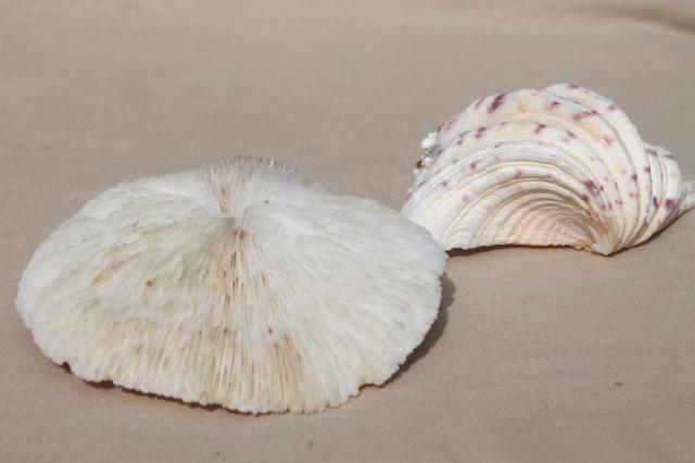 photo of vintage seashells collection, large natural history sea shell specimens #3