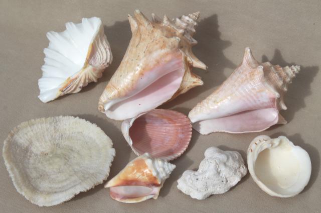 photo of vintage seashells collection, large natural history sea shell specimens #9