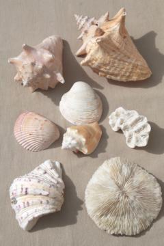 catalog photo of vintage seashells collection, large natural history sea shell specimens