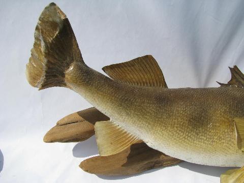 photo of vintage taxidermy fish, 24 inch walleye trophy mount for camp cabin or lodge #3