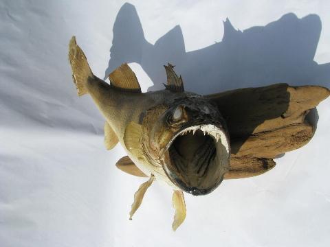 photo of vintage taxidermy fish, 24 inch walleye trophy mount for camp cabin or lodge #4