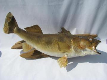 catalog photo of vintage taxidermy fish, 24 inch walleye trophy mount for camp cabin or lodge