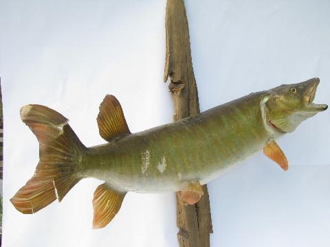 photo of vintage taxidermy fish, 28 inch pike/muskie trophy mount for camp cabin or lodge #2