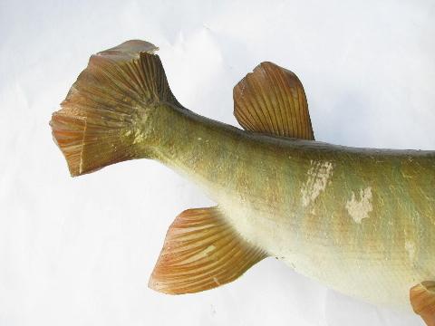 photo of vintage taxidermy fish, 28 inch pike/muskie trophy mount for camp cabin or lodge #4