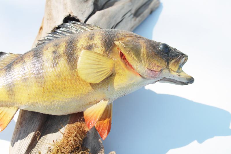 photo of vintage taxidermy fish mount yellow perch on driftwood, fishing cabin lake camp decor #2