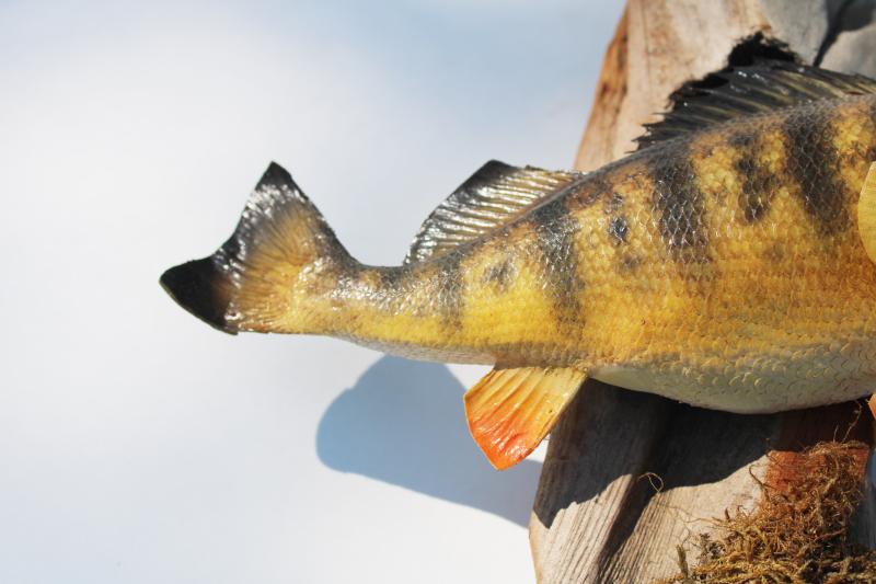 photo of vintage taxidermy fish mount yellow perch on driftwood, fishing cabin lake camp decor #3