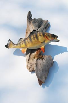 catalog photo of vintage taxidermy fish mount yellow perch on driftwood, fishing cabin lake camp decor