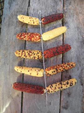catalog photo of vintage wire ear corn dryer, hanging rack for mini popcorn, indian corn